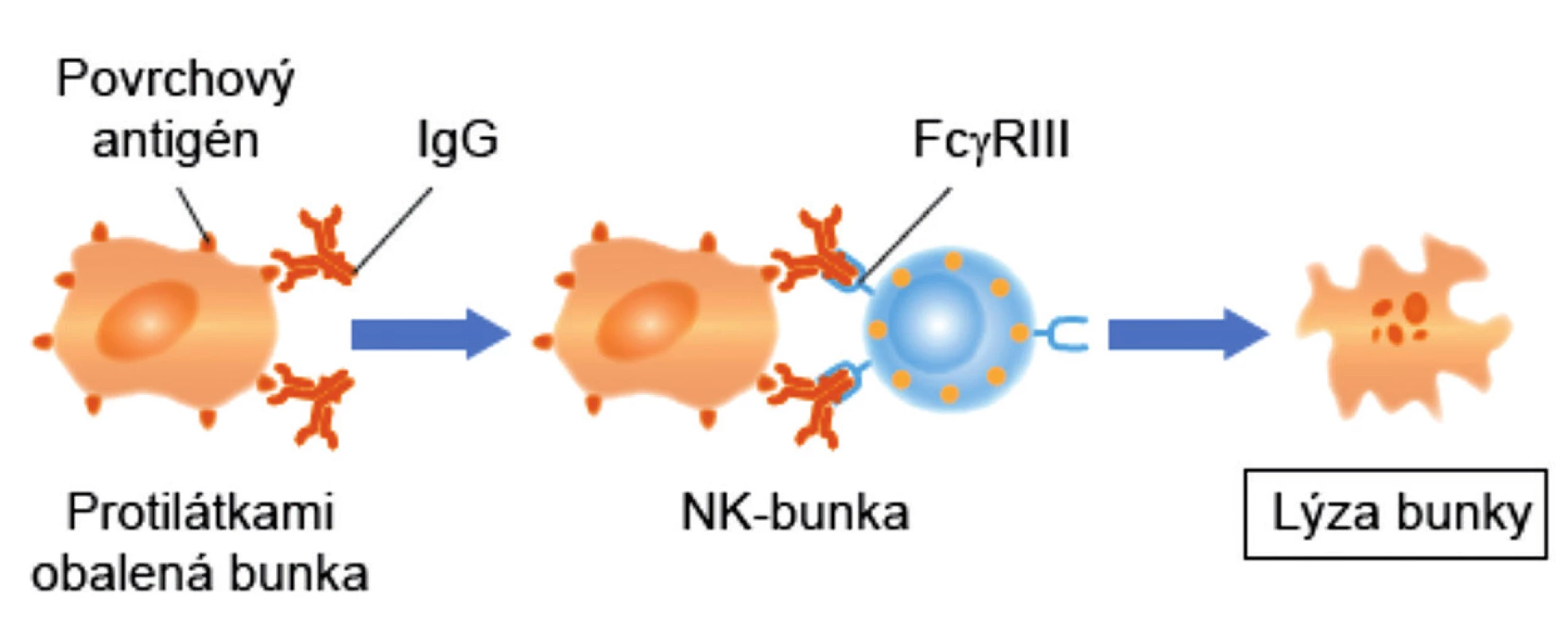 Cytotoxicita sprostredkovaná bunkami závislá od
protilátky (ADCC)<br>
Figure 2. Antibody-dependent cell-mediated cytotoxicity (ADCC)