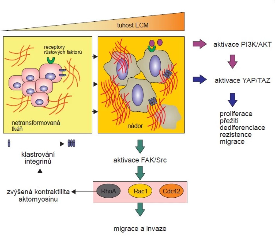 Mechanotransdukce a její vliv na vlastnosti nádorových buněk.