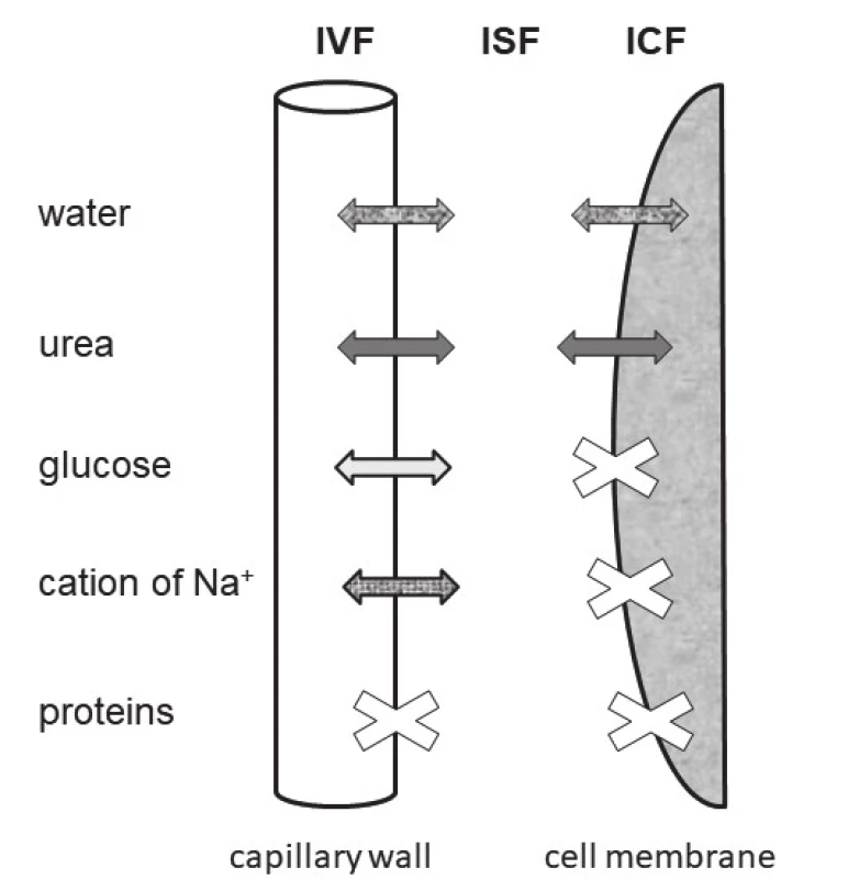 The schema of three water spaces and of movement
of components determining the serum osmolality. Abbreviations:
IVF = intravasal fluid, ISF = intersticial fl uid, ICF = intracelular
fluid