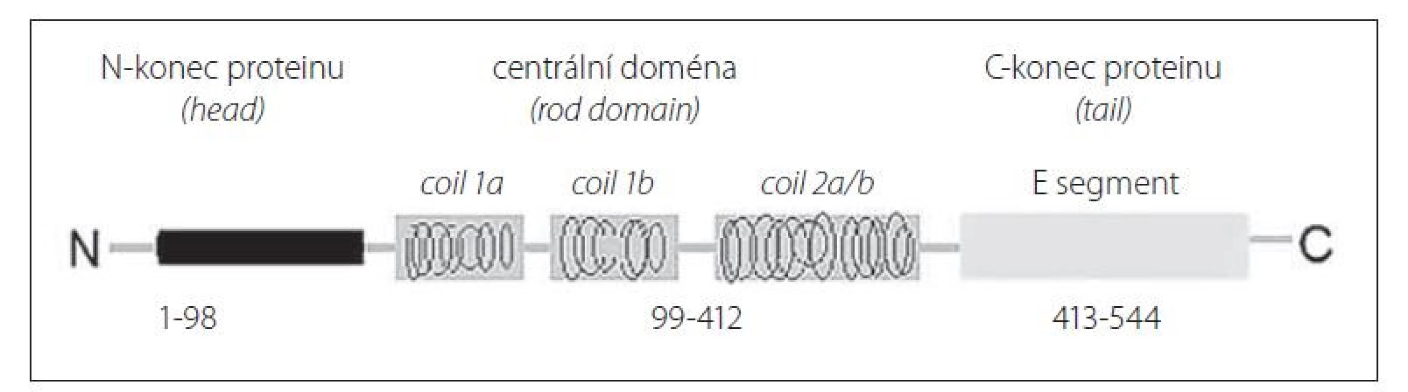 Schéma struktury lehkého řetězce neurofilamenta.<br>
Fig. 1. Scheme of the neurofilament light chain structure.