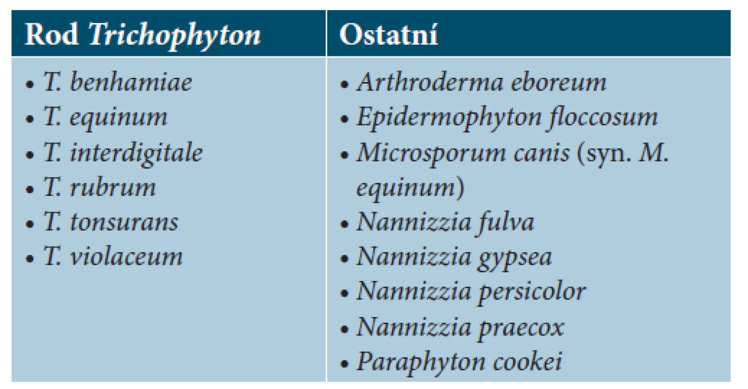 Seznam druhů dermatofytů, jejichž spektra jsou
zastoupena v databázi MALDI Biotyper Filamentou fungi
library 1.0.
