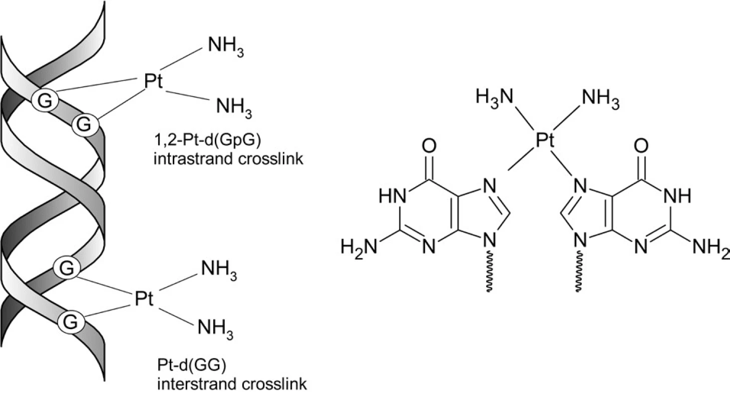 Tvorba aduktov cisplatiny s DNA a preferované miesto naviazania na nukleotid (guanín)