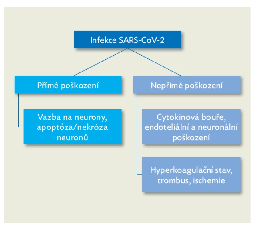 Patogeneze vzniku poškození centrálního nervového
systému při infekci SARS-CoV-2(10)