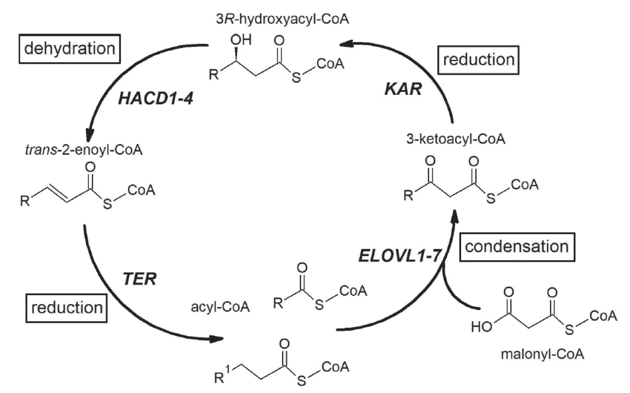 Elongation of fatty acid in mammals. The elongation cycle of fatty acids and respective enzyme is presented. Acyl-CoA
incorporates two-carbon unit from malonyl CoA in every turn of elongation cycle. ELOVL = elongation of very long-chain fatty
acids; KAR = 3-ketoacyl-CoA reductase; HACD = 3-hydroxyacyl-CoA dehydratase; TER = trans-2-enoyl-CoA reductase.