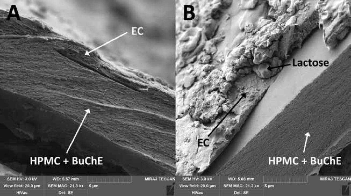 Cross-section SEM photos of double-coating of samples EC1.5 (A) and EC1.5–15 (B) EC – ethylcellulose, HPMC – hypromellose, BuChE – butyrylcholinesterase 