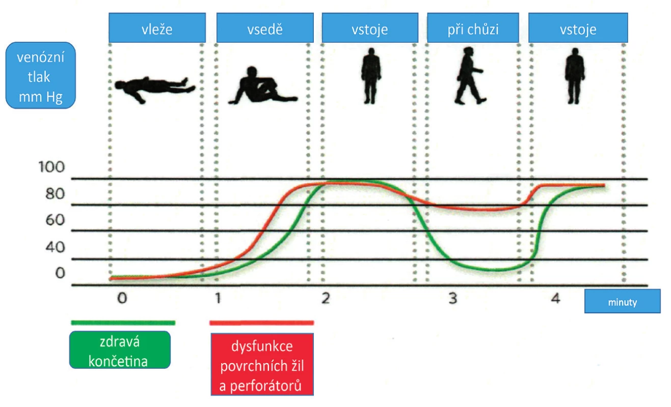 Změny v tlaku v závislosti na poloze těla (upraveno dle Vowdena)