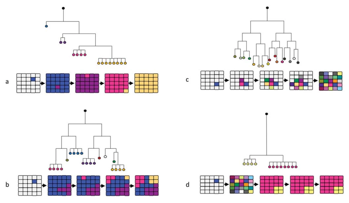 Fylogenetický strom znázorňující mechanizmy evoluce nádorů a schematické znázornění progrese vnitřní heterogenity nádoru
v průběhu času.