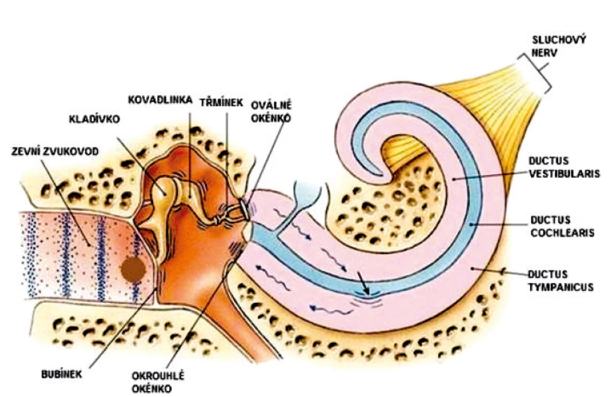 slyší lidské ucho. Zvukové vlny označeny modře se šíří ze zevního prostředí zvukovodem,
rozkmitají bubínek, který následně způsobí pohyb sluchových kůstek ve středouší.
Přes ploténku třmínku, pod kterou je uloženo oválné okénko, se kmitání přenáší na
tekutiny vnitřního ucha, jejichž pohyb způsobí přímé podráždění vlastních vláskových
smyslových buněk Cortiho orgánu v ductus cochlearis. Následně vznikají nervové
impulzy, které se již sluchovým nervem šíří až do mozkové kůry. Upraveno dle
http://www.drmkotb.com/EN/index.php?page=students&case=&A=1&B=1&C=0.