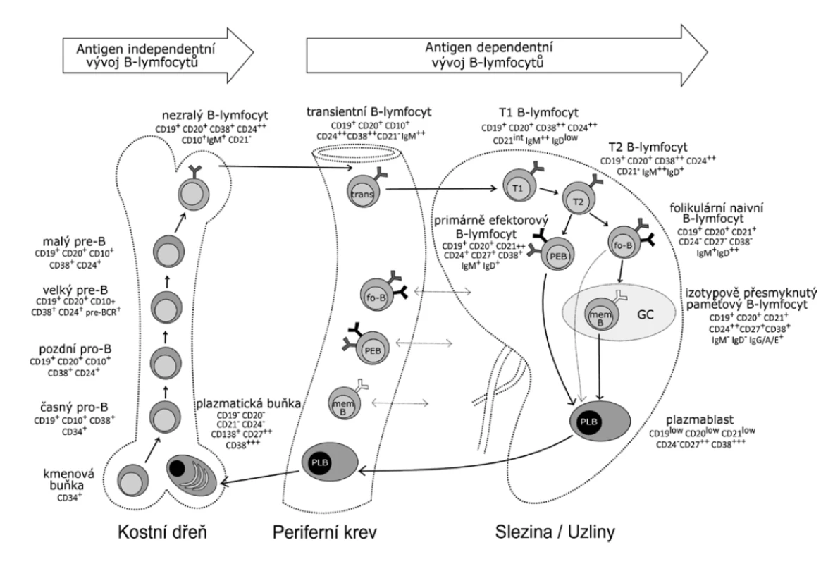 Vývoj B lymfocytů<br>
Figure 1. Development of B cells
