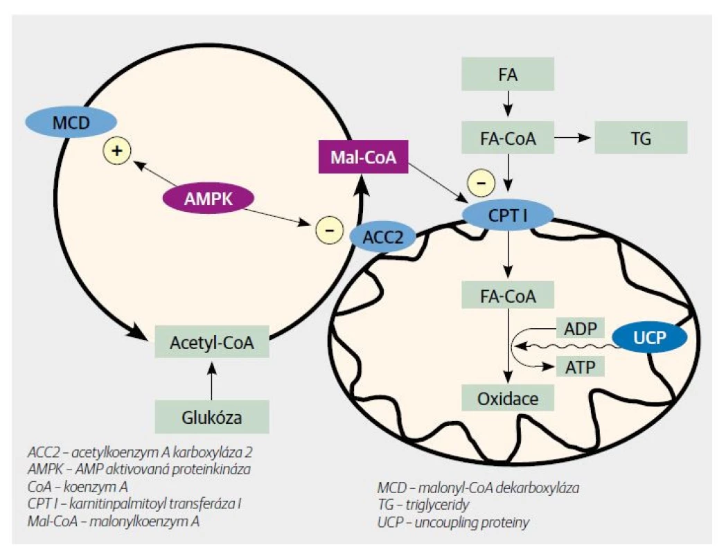 Interakce mezi metabolismem glukózy a mastných kyselin (FA) ve svalu. [Upraveno podle 2]
