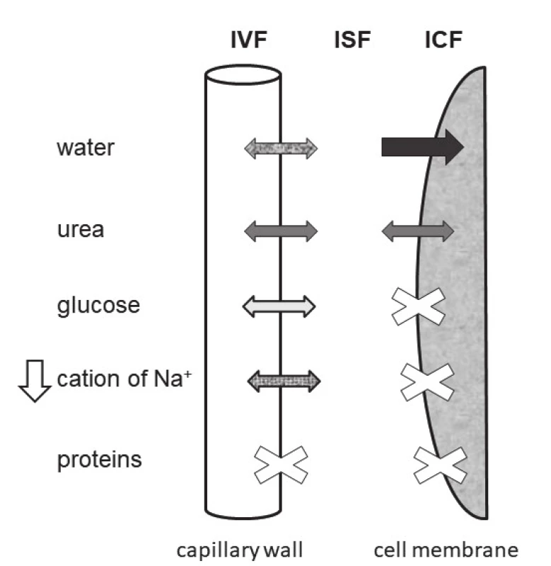 The schema of three water spaces and of movement
of components determining the serum osmolality in state of
hyponatremia. Abbreviations: IVF = intravasal fluid, ISF = interstitial
fluid, ICF = intracellular fluid