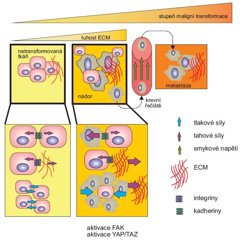 Mechanické podněty působící na nádorové buňky.