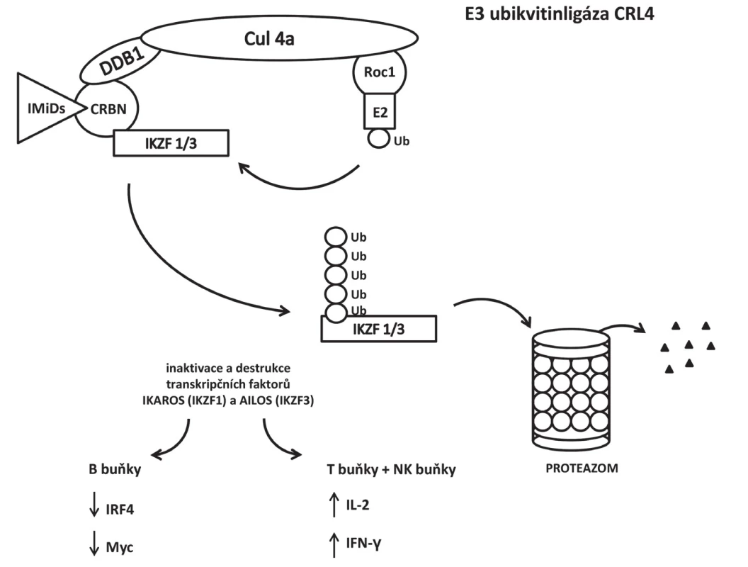 Změna specificity E3 ubikvitinligázy CRL4ACRBN po navázání IMiDs na cereblon. Místo
transkripčního faktoru MEIS 2, glutaminsyntetázy a amyloidového prekurzorového proteinu se podílí
na polyubikvitinaci transkripčních faktorů IKZF1 (Ikaros) a IKZF3 (Aiolos) v buňkách mnohočetného
myelomu.
CRL4 – cullin-RING E3 ubiquitin ligase, CRBN – cereblon, DDB1 – DNA damage binding protein 1,
IFN-γ – interferon-γ, IKZF1/3 – Ikaros family zinc finger proteins 1/3, IL-2 –interleukin 2,
IMiDs – immunomodulatory drugs, IRF4 – interferon regulatory factor 4, Roc1 – regulator of cullin 1,
Ub – ubikvitin