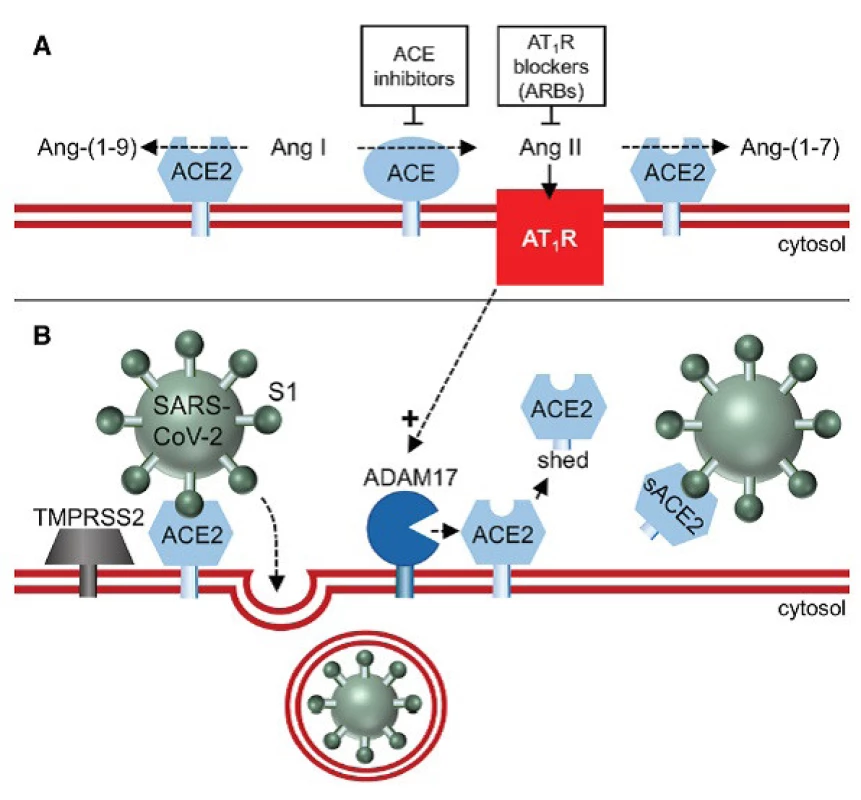 Schéma působení ACE2 (A) a vazby ACE2 na SARS-koronavirus (B) (dle (1))