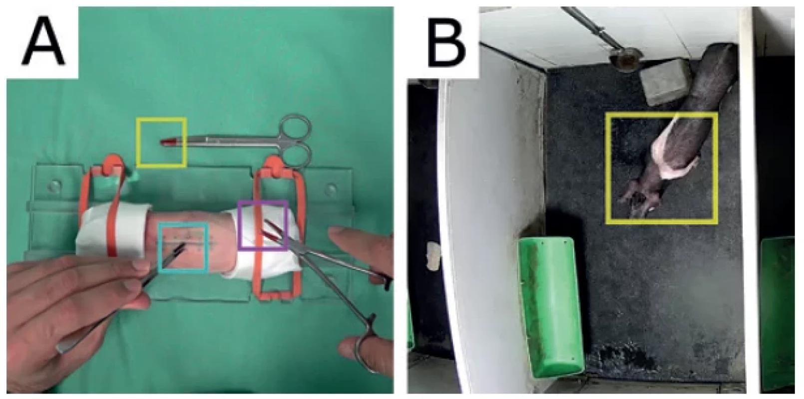A) sledování špiček chirurgických nástrojů pro analýzu pohybu − jehelec (fialová), pinzeta
(azurová) a nůžky (žlutá); B) sledování rekonvalescence experimentálního zvířete na základě pohybu;
žlutý rámeček označuje automaticky detekované zvíře. <br> 
Fig. 2. A) monitoring the tips of surgical instruments for motion analysis – the needle (purple), tweezers
(cyan) and scissors (yellow); B) monitoring the recovery of an experimental animal based on
movement; the yellow box indicates the automatically detected animal.