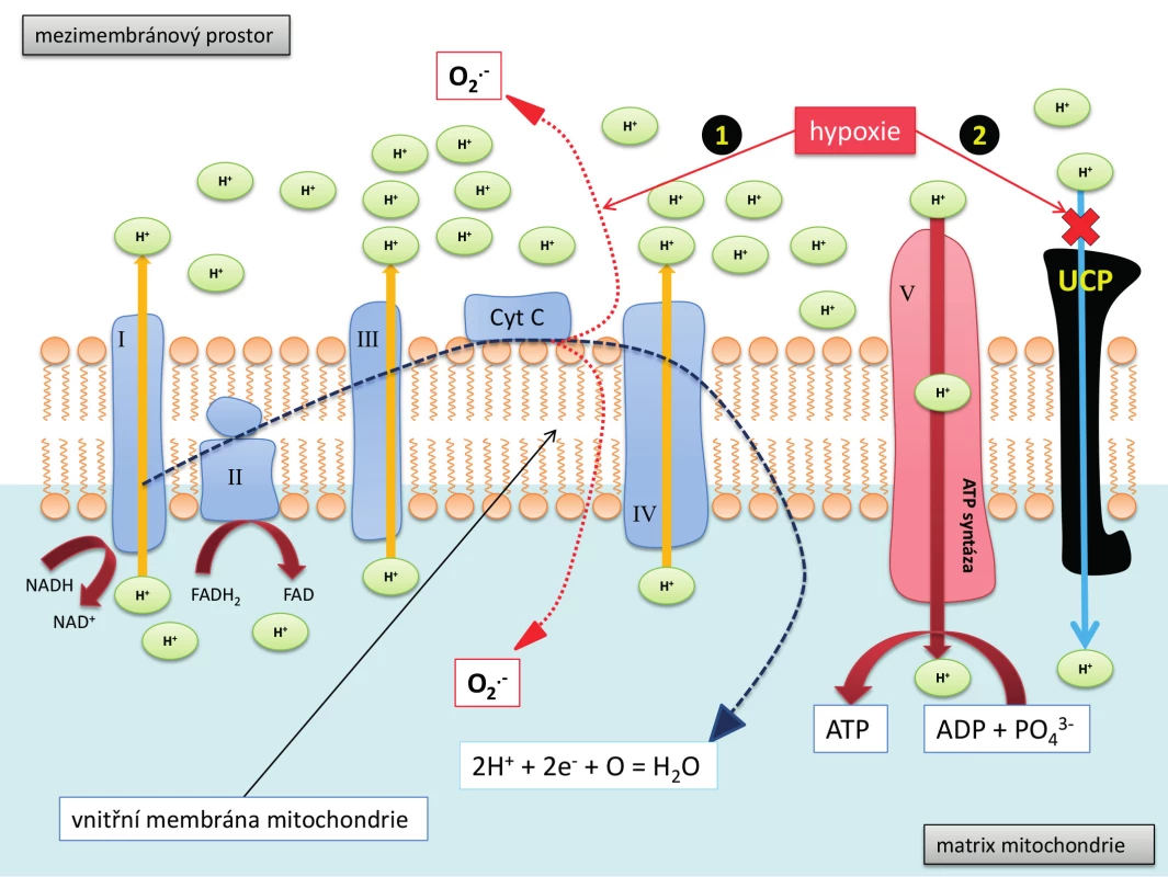 Dýchací řetězec, schéma transportů elektronů přes vnitřní mitochondriální membránu