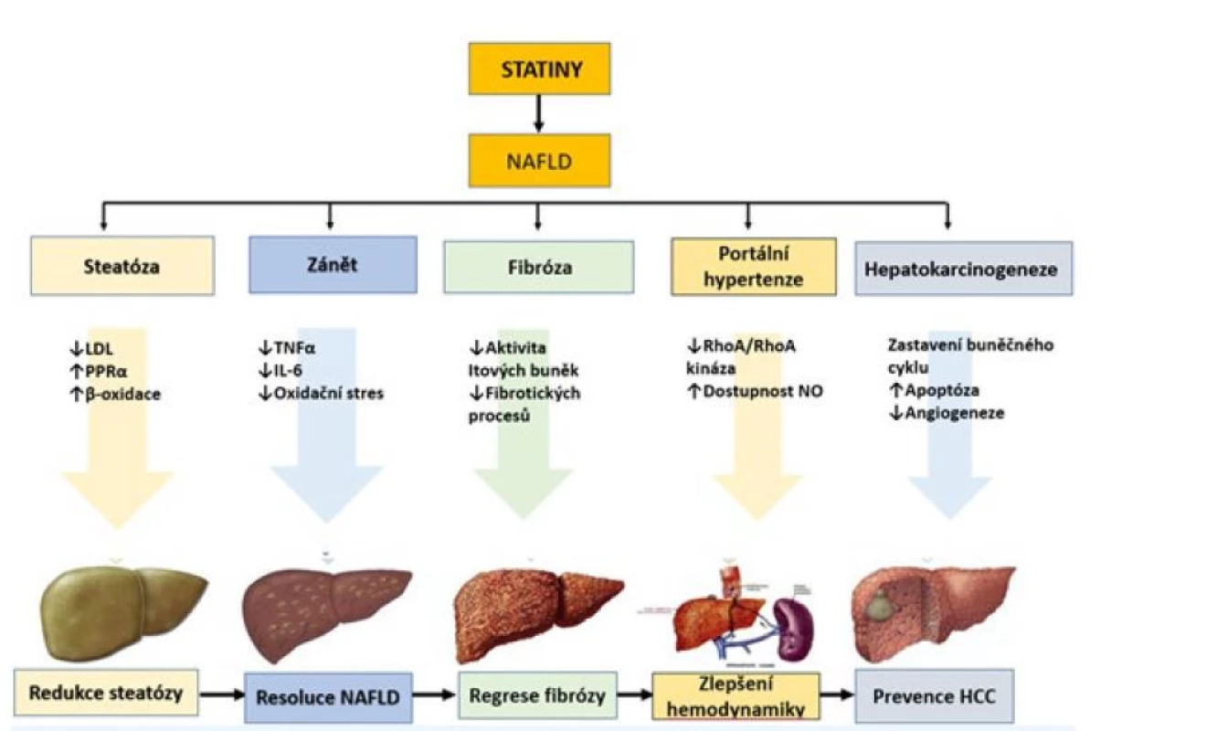 Potenciální mechanismy, kterými mohou statiny příznivě ovlivnit histologii jater a jaterní komplikace u NAFLD (26)
