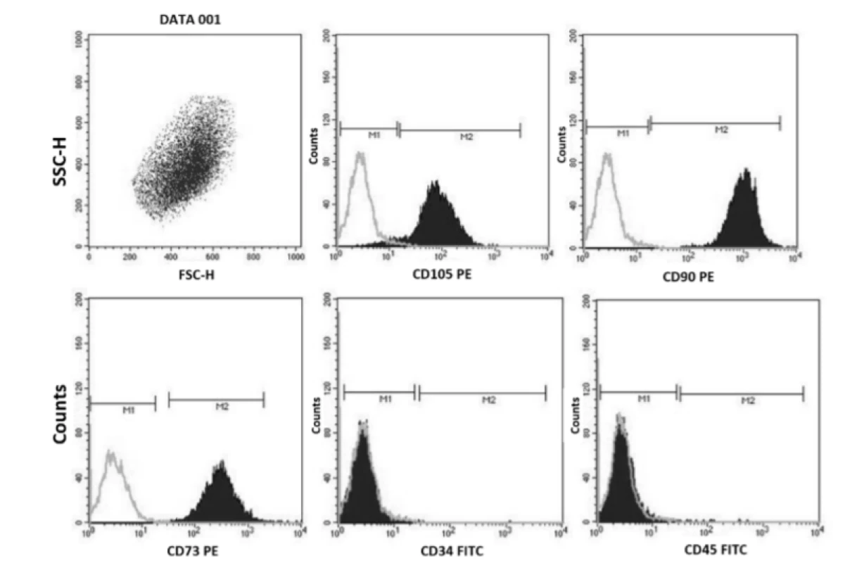 Immunophenotypic bone marrow characteristics of hMSCs examined by flow cytometry: positive for CD105,
CD90, CD73 and negative for CD34 and CD45.