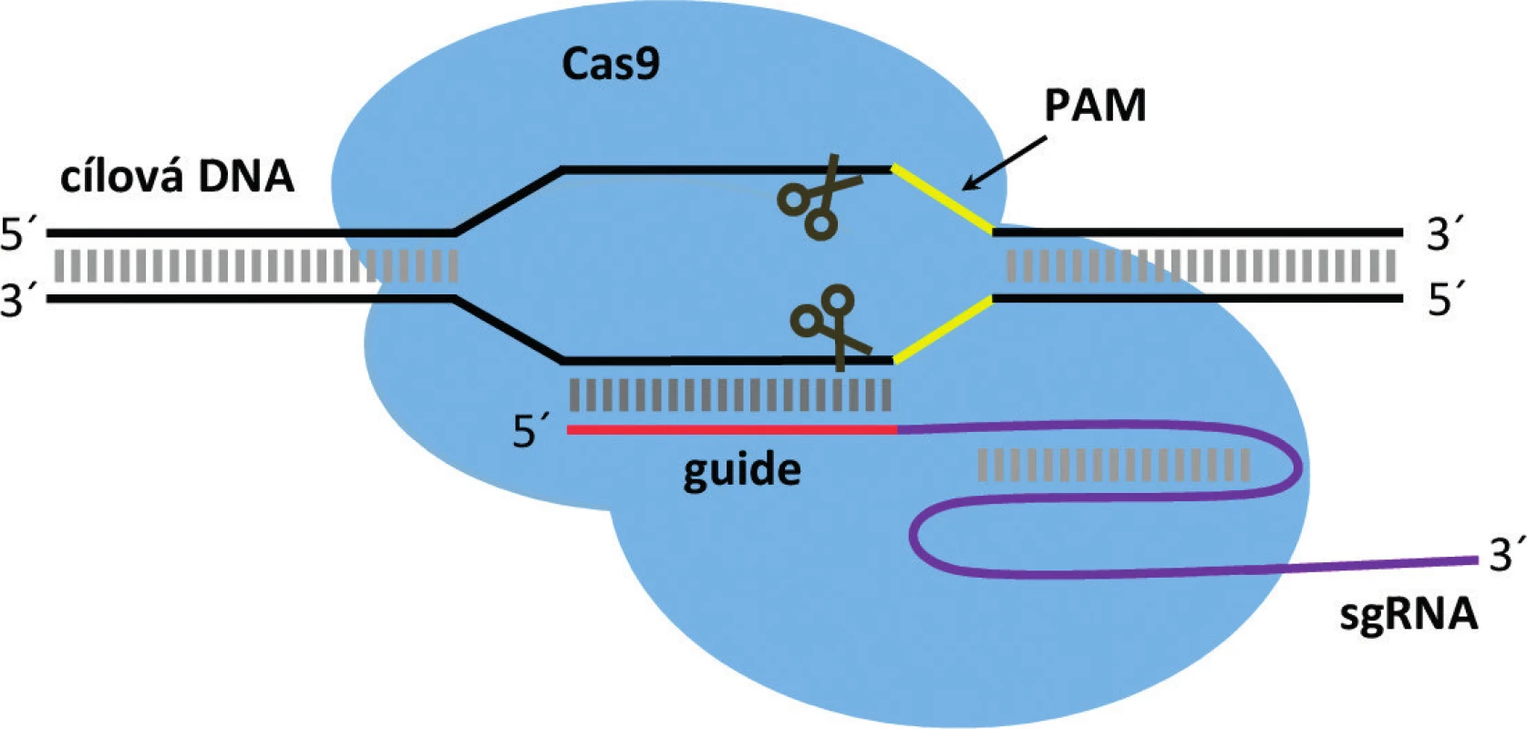 Struktura ribonukleoproteinového komplexu CRISPR/Cas9 a jeho vazba na cílovou
DNA