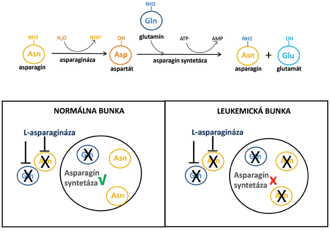 Mechanizmus účinku L-asparaginázy v normálnych a leukemických bunkách