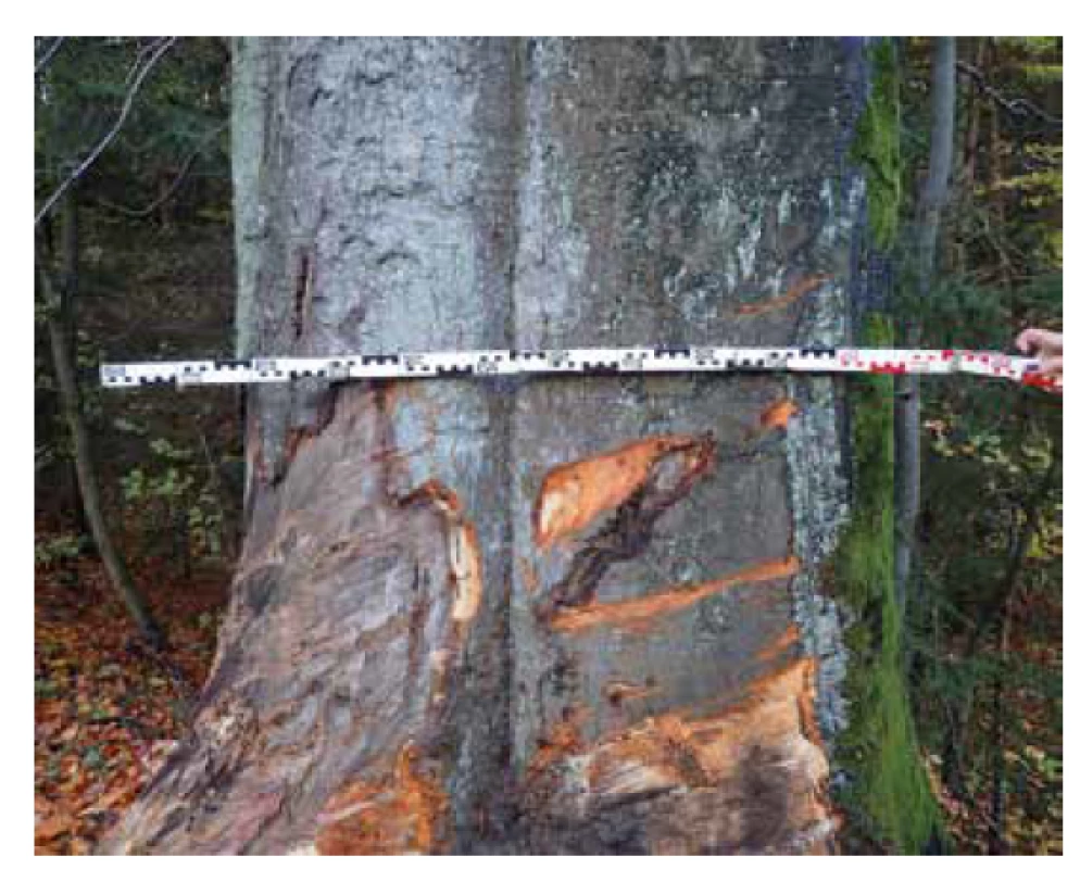 Stopy po kontaktu s vozidlem č. 2 zanechané na stromě.<br>
Fig. 6. Marks left on a tree after contact with vehicle no. 2.