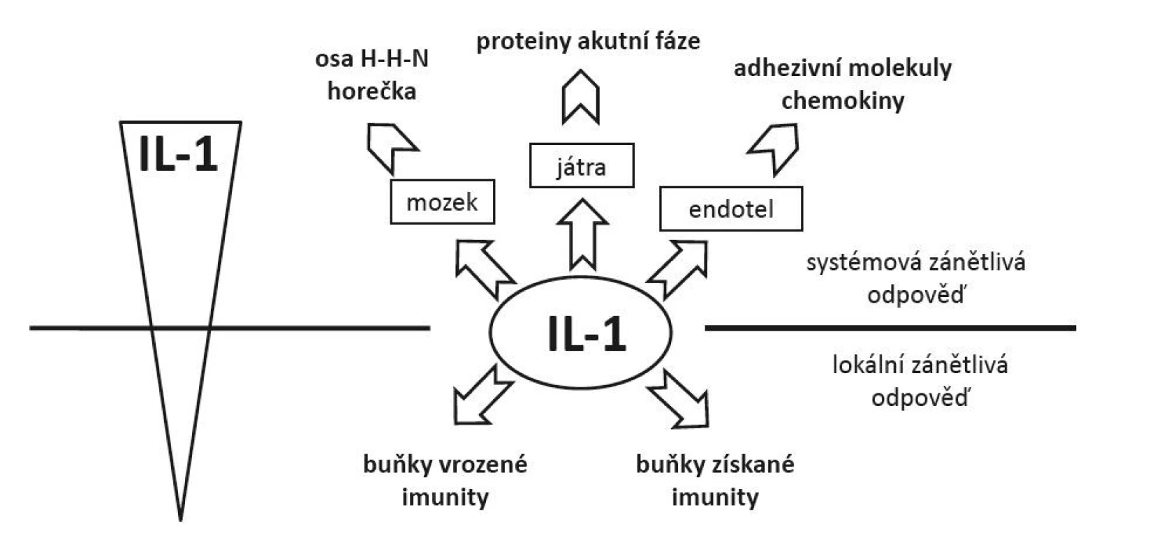 Vliv koncentrace IL-1 na charakter zánĕtlivé odpovĕdi − nižší koncentrace vedoucí k lokální zánĕtlivé odpovĕdi a aktivaci mechanismů vrozené a získané imunity; vyšší koncentrace spojené se systémovou zánĕtlivou odpovĕdí (aktivace osy hypothalamus − hypofýza − nadledviny, rozvoj horečky, produkce proteinů akutní fáze, aktivace endotelií produkující chemokiny a exprimující adhezivní molekuly)