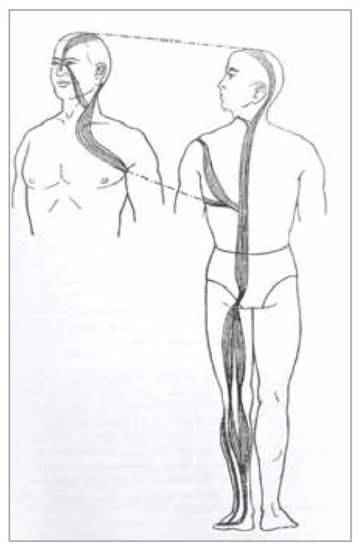 Šľachovo-svalová dráha
močového mechúra<br>
Fig. 13. Tendon-muscle path of the
bladder