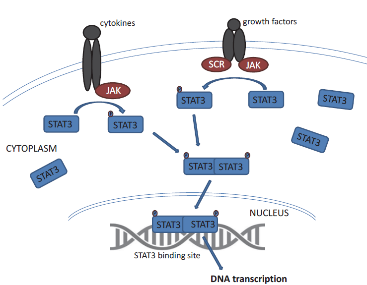 The Important Role of STAT3 in Chronic Lymphocytic... | proLékaře.cz